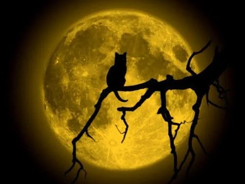 Как полнолуние влияет на учёбу?